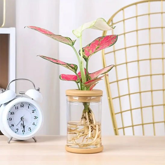 Pot de feurs - table