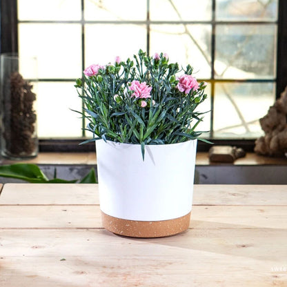 Pots_de_fleurs_-_table