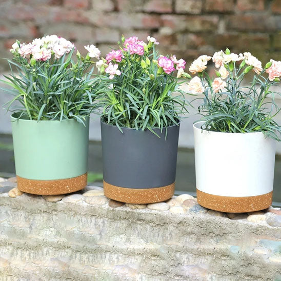 Pots_de_fleurs_-_tricolor